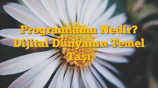 Programlama Nedir? Dijital Dünyanın Temel Taşı