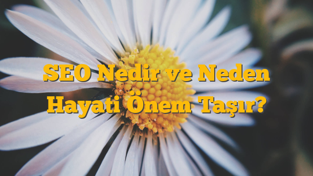 SEO Nedir ve Neden Hayati Önem Taşır?